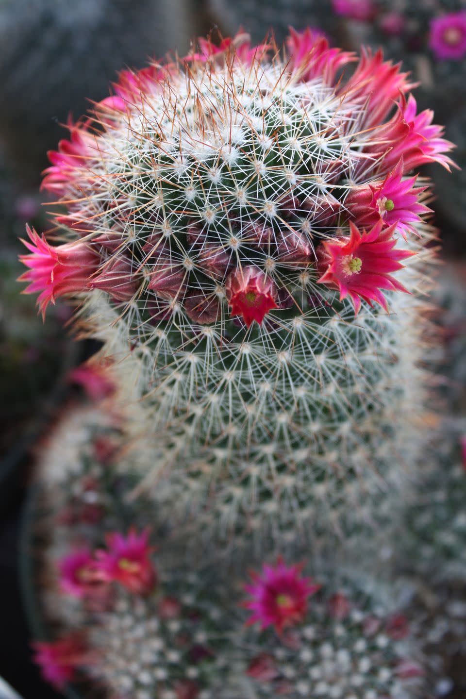 flowering cacti mammallaria elegans debra lee baldwin