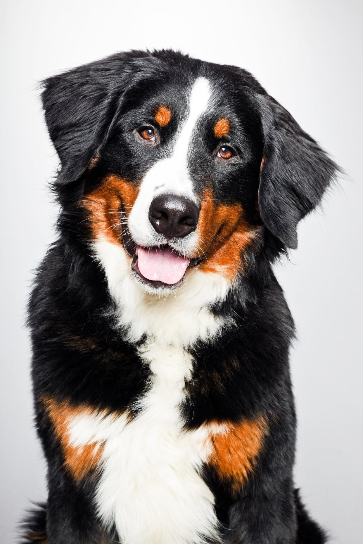 Bernese mountain dog