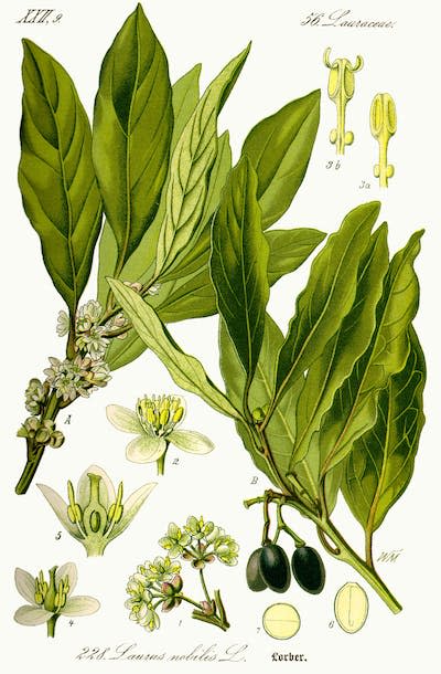 Various parts of the laurel were used medicinally and culinarily. <a href="https://commons.wikimedia.org/wiki/File:Illustration_Laurus_nobilis1.jpg" rel="nofollow noopener" target="_blank" data-ylk="slk:Otto Wilhelm Thomé/Wikimedia Commons;elm:context_link;itc:0;sec:content-canvas" class="link ">Otto Wilhelm Thomé/Wikimedia Commons</a>, <a href="http://creativecommons.org/licenses/by/4.0/" rel="nofollow noopener" target="_blank" data-ylk="slk:CC BY;elm:context_link;itc:0;sec:content-canvas" class="link ">CC BY</a>