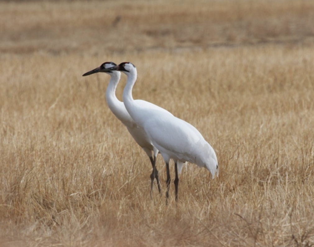 whooping crane