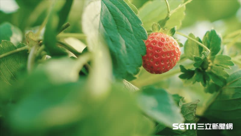 帶著我們參觀他們所種植的草莓，德田先生說，從種植的土、使用的水，甚至整個環境，都是需要經過檢測的，只為確保種植出來的草莓是可安全食用的。（圖／記者羅正輝攝）