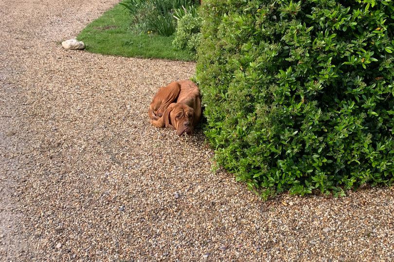 Roxy was found "painfully skinny" behind a bush in Boxted, Essex by concerned residents