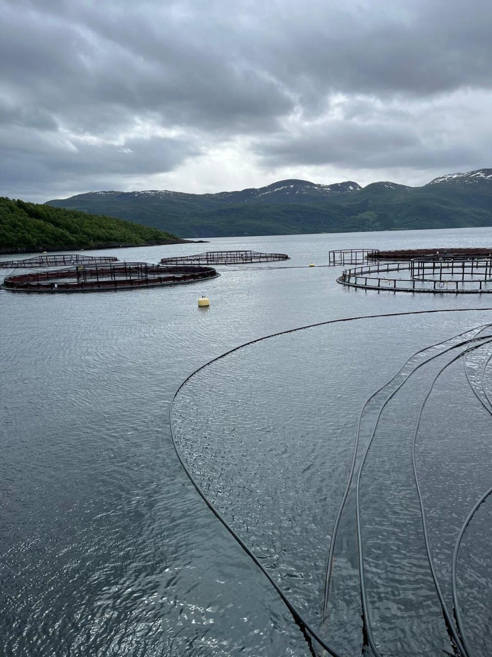 The net pens are moved around the fjord between harvests to allow ‘fallow’ areas to recover (Nordic Blu)