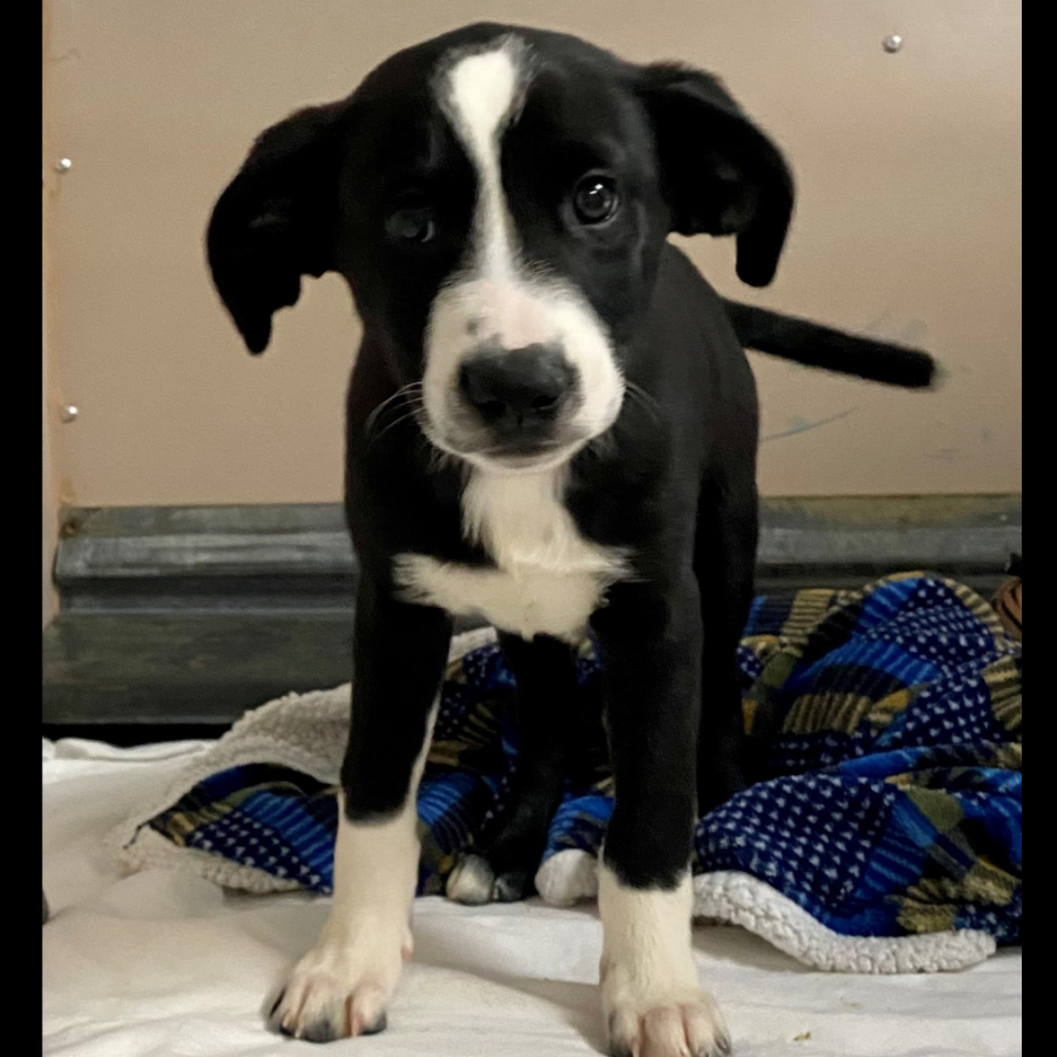 Neptune the puppy from Austin Humane Society.