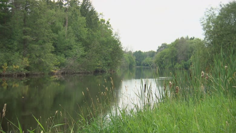 Rooting out latest invasive plant to strike Ottawa a race against time