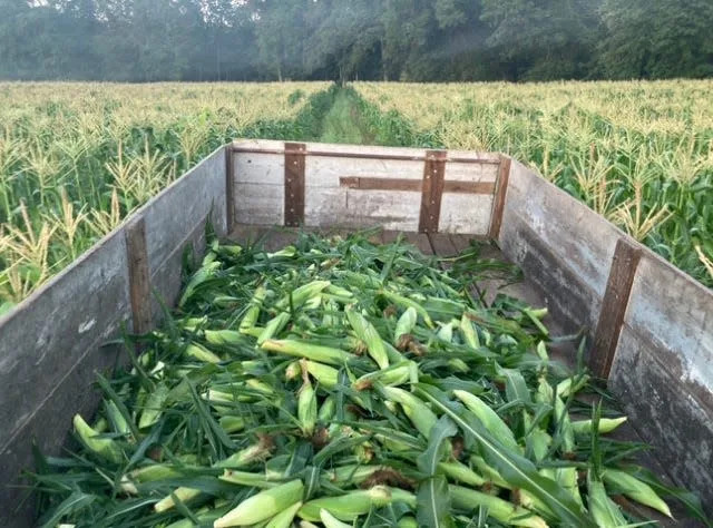 "If I filled this cart, I'd get about 60 burlap bags full. I don't think I ever picked that much in one day. Most we did was 50 bags." Fresh-picked sweet corn from the fields of Tom Sutton, a third-generation farmer in Burlington County, New Jersey.