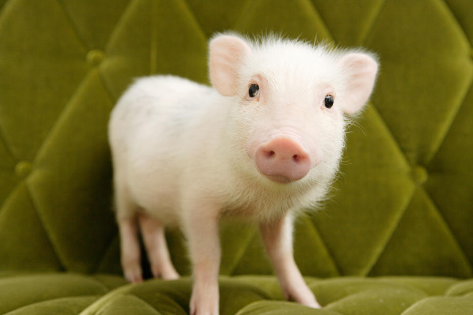 Tiny piglet