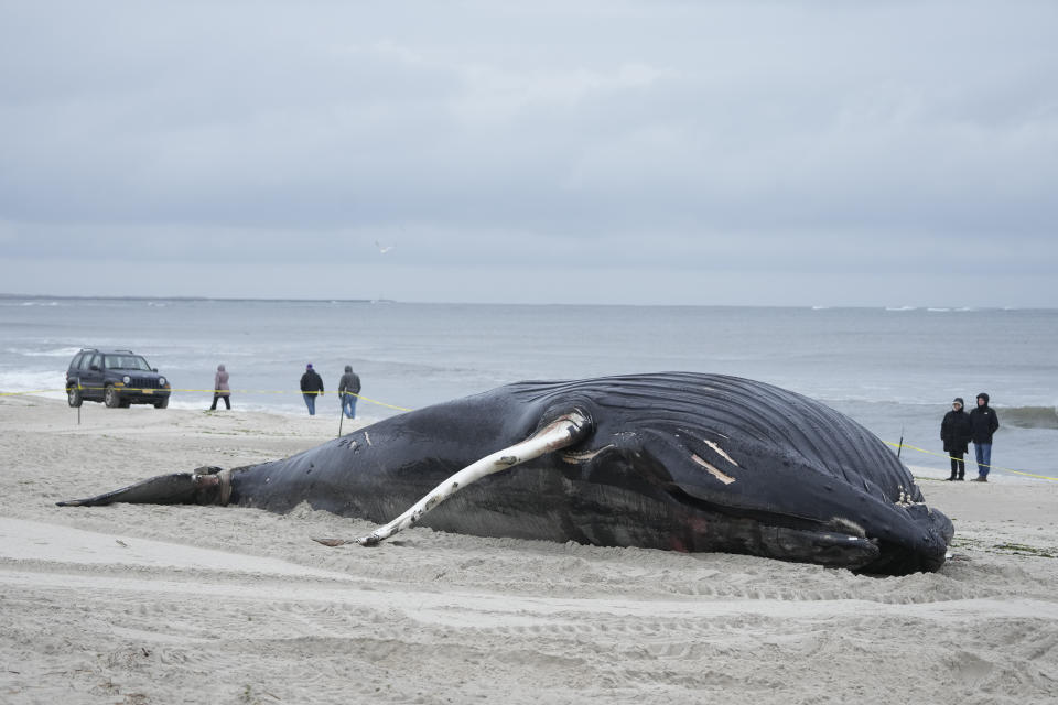 People walk down the beach to take a look at a dead whale in Lido Beach, N.Y., Tuesday, Jan. 31, 2023. The 35-foot humpback whale, that washed ashore and subsequently died, is one of several cetaceans that have been found over the past two months along the shores of New York and New Jersey. (AP Photo/Seth Wenig)