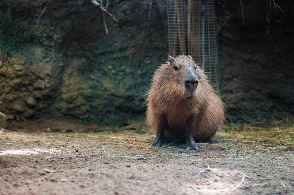 A capybara standing with a rock wall behind it