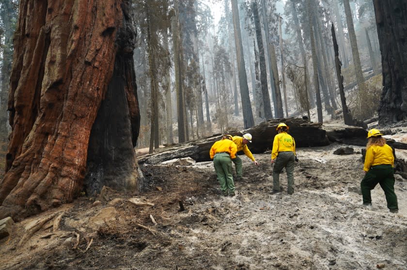 NPS officers inspect the charred area around Giant sequoias during a tour of the KNP Complex fire burn area in Giant Forest