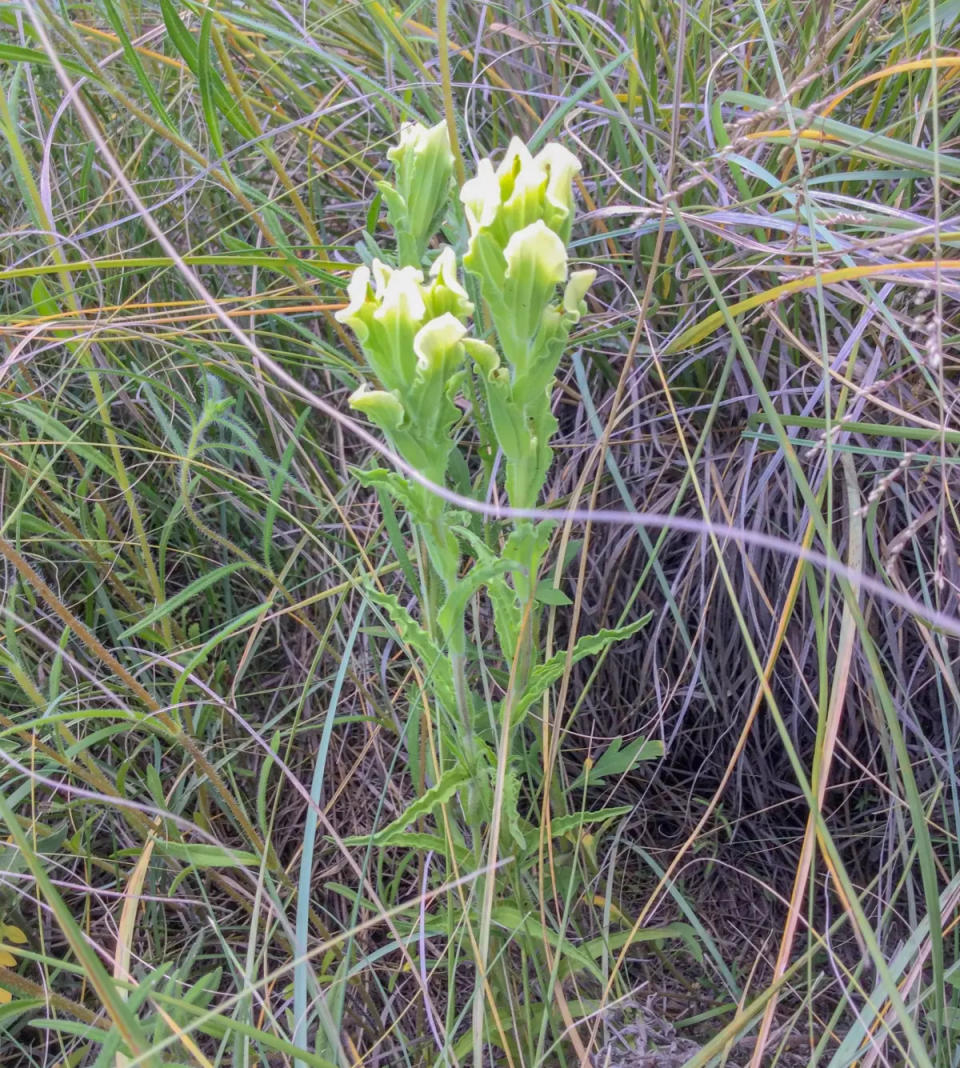 A swale paintbrush is pictured