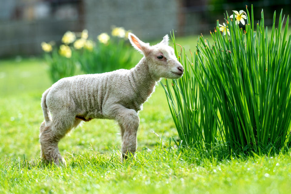 The little lamb checks out the grounds. (Photo: Andrew Hasson via Getty Images)