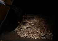 Ivory, seized from various shipments in past years, is crushed by the National Parks Board (NParks) at a facility in Singapore