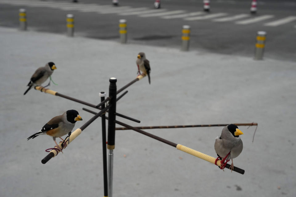 Wutong birds rest between turns catching beads shot out of a tube in mid-air, a Beijing tradition that dates back to the Qing Dynasty, outside a stadium in Beijing, Tuesday, March 26, 2024. Today, only about 50-60 people in Beijing are believed to still practice it. (AP Photo/Ng Han Guan)