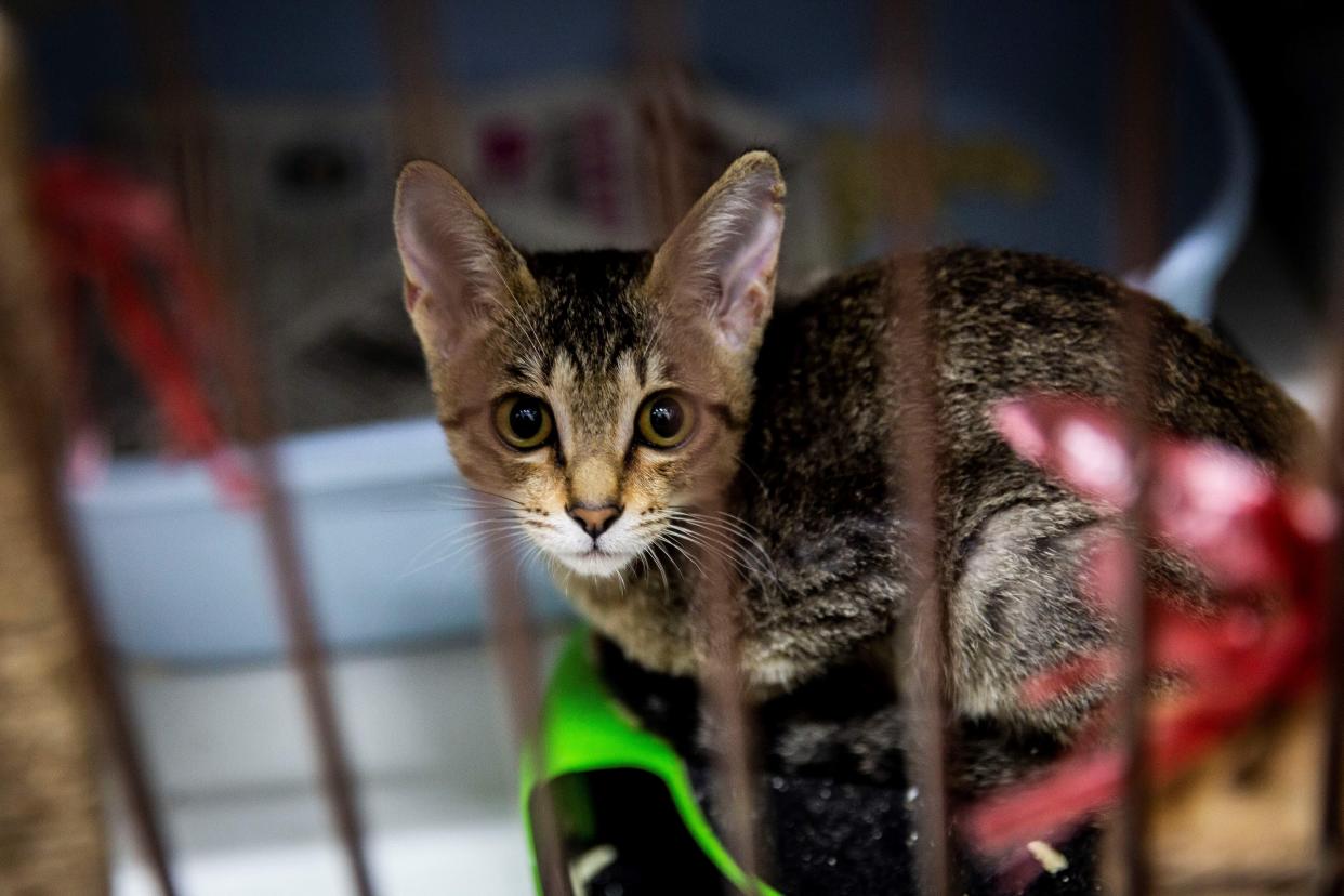 A kitten sits in a cage waiting for adoption at center in Hong Kong.