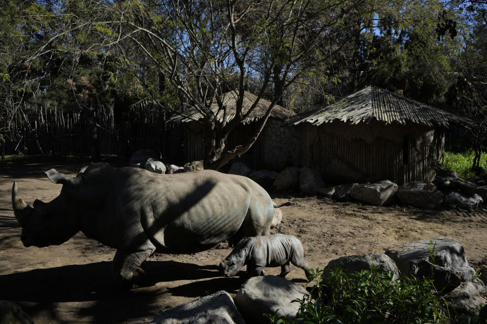 Silverio, a twelve-day-old white rhino, walks beside his mother Hannah during his presentation at the Buin Zoo in Santiago, Chile, Tuesday, July 2, 2024. The baby rhino’s birth is the third of this endangered species born at the Buin. (AP Photo/Esteban Felix)