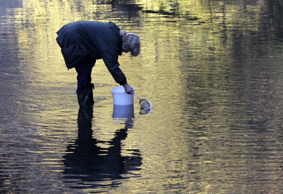 A volunteer releases salmon fry into the Kamenice river near the village of Jetrichovice