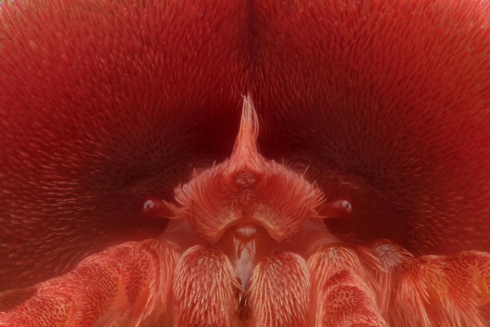 Red Velvet - Dr. David Maitland of Feltwell, UK gets very close to a red velvet mite, a tiny arachnid, for his Nikon Small World entry. (LiveScience/Dr. David Maitland, www.davidmaitland.com, Feltwell, UK)