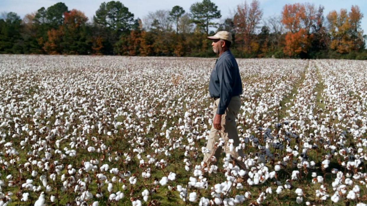 PHOTO: A farmer explores a cotton field. (ABC News)