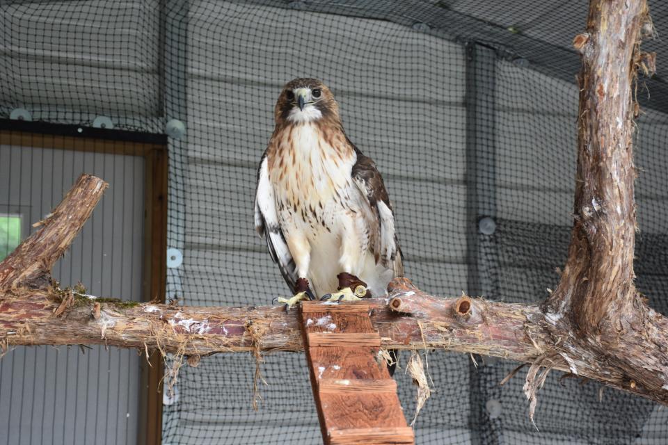 Raptors on display as part of the new aviary at Montgomery Bell State Park in Dickson County.