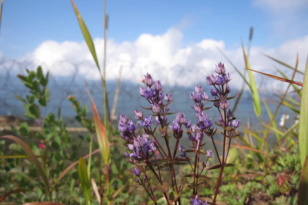 A swertia wilford , one of the rare flora found within the demilitarized zone.  (National Institute of Ecology / Google Arts & Culture)