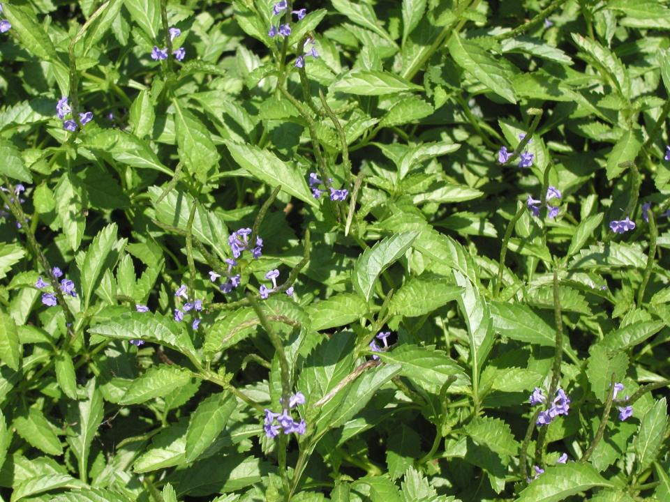 Blue porterweed makes a good ground cover and also is a nectar source for butterflies.