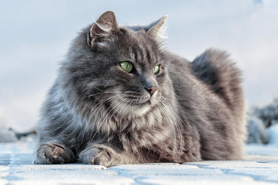 GettyImages 1287271313 Heres the Cat Breed That Captures Each Zodiac Signs Personality