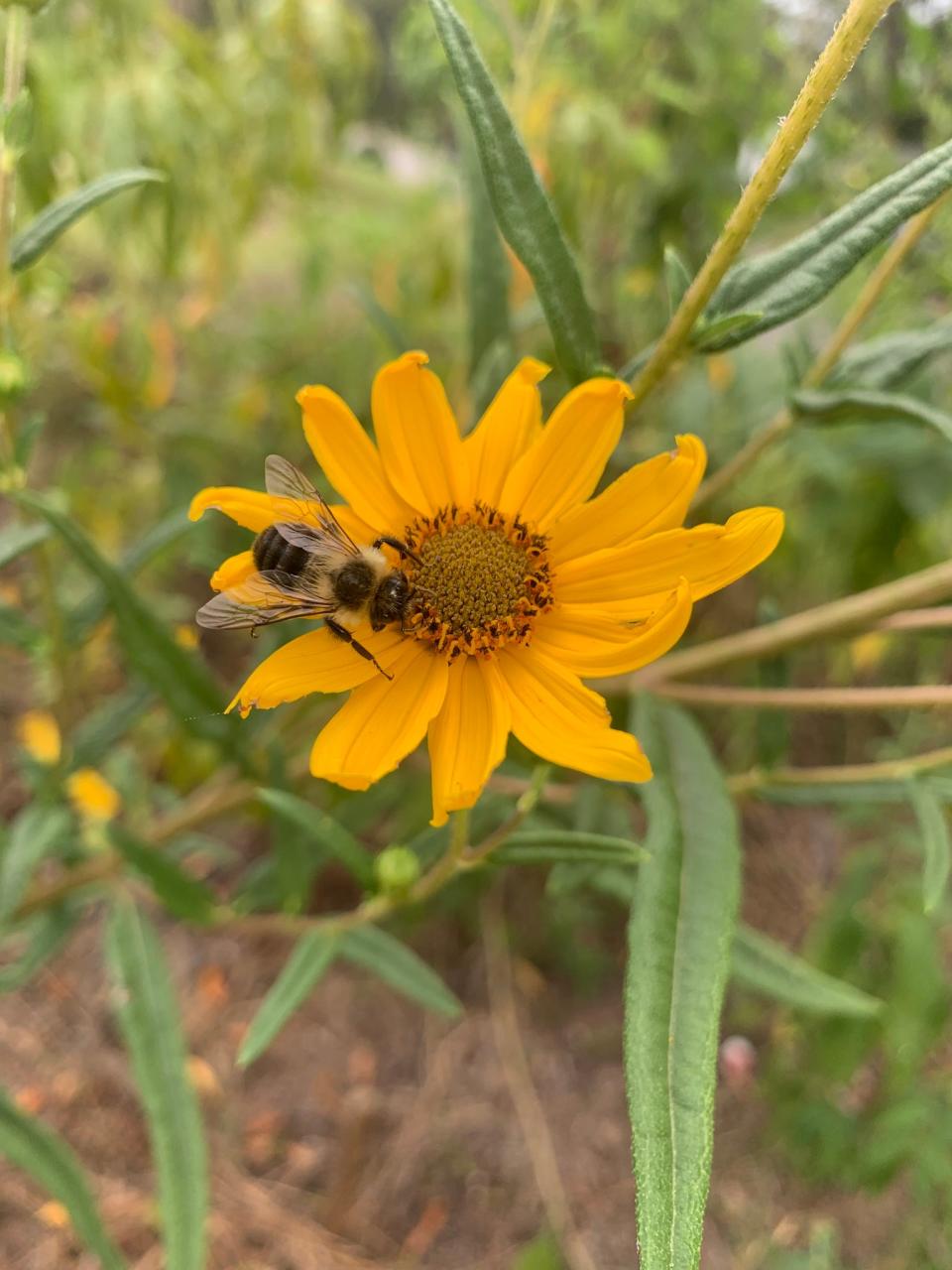 A bumblebee pollinating a dune sunflower at the Leon County Extension Office.