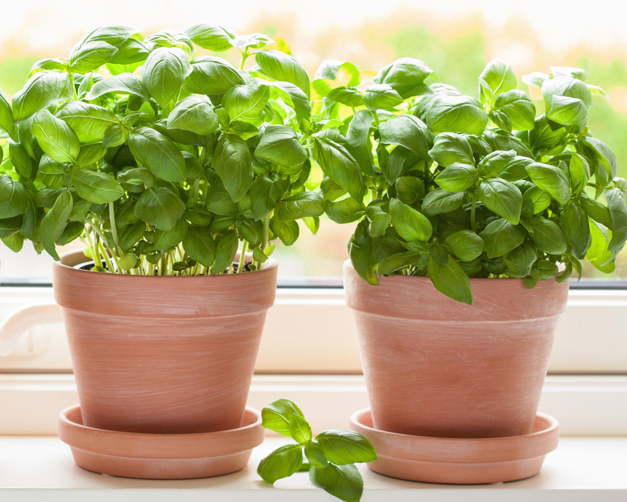  Learning how to grow basil indoors on the windowsill. 