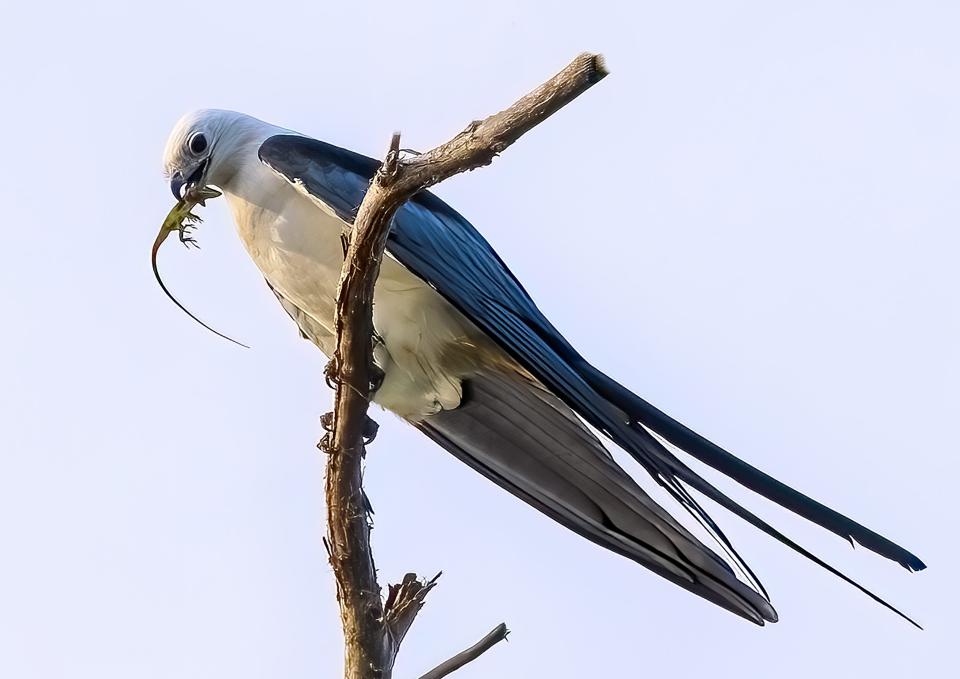 A swallow-tailed kite perched in a tree with a lizard. Taken with a Sony A7iii in Bokeelia.