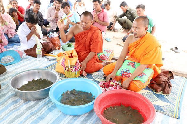 <p>Dans le Mékong au Cambodge, l'ONG américaine Wildlife Conservation Society (WCS) a coordonné la libération de 580 bébés tortues géantes asiatiques qui pourront atteindre 2 mètres à l'âge adulte et peser plus de 100 kilos.</p>