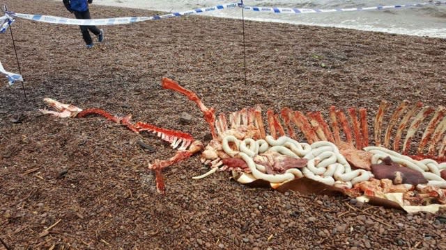 Has the Loch Ness Monster washed up dead on the beach?