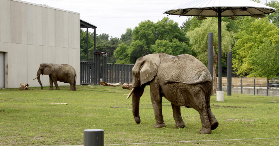 This July 3, 2019 photo shows African elephants Brittany, right, and Ruth in their new exhibit at the Milwaukee County Zoo. The zoo and county recently invested $16.6 million in an expanded and updated enclosure for their two elephants. Of the 236 U.S. accredited zoos, only 62 hold elephants, according to the Association of Zoos and Aquariums, or AZA. That’s down from 77 elephants 15 years ago. (AP Photo/Carrie Antlfinger)