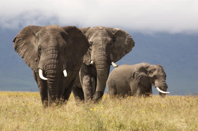 Elephant at Ngorogoro Crater, Tanzania