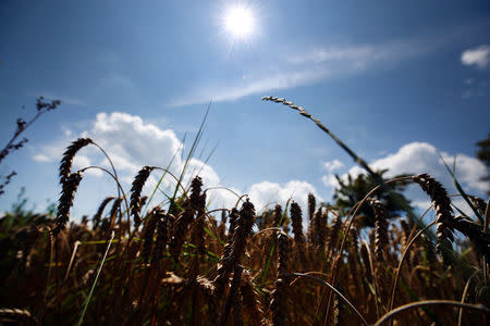Wheat is seen on a field in Valley near Munich, Germany, July 30, 2018. REUTERS/Michael Dalder