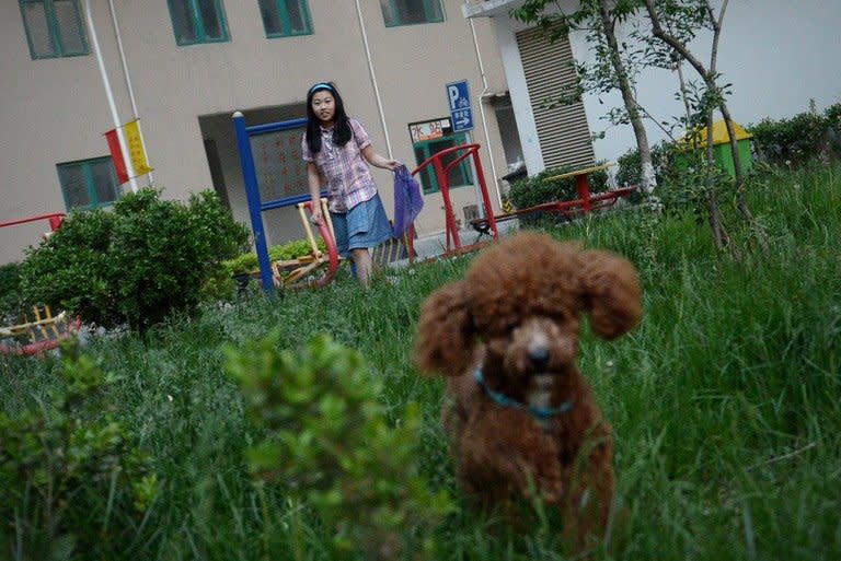 Nancy, Li Na's daughter, walks her dog near her home in Beijing, on May 12, 2013. With two cars, foreign holidays and a cook for their apartment, Li's family epitomises the new middle class created by China's decades of rapid economic growth