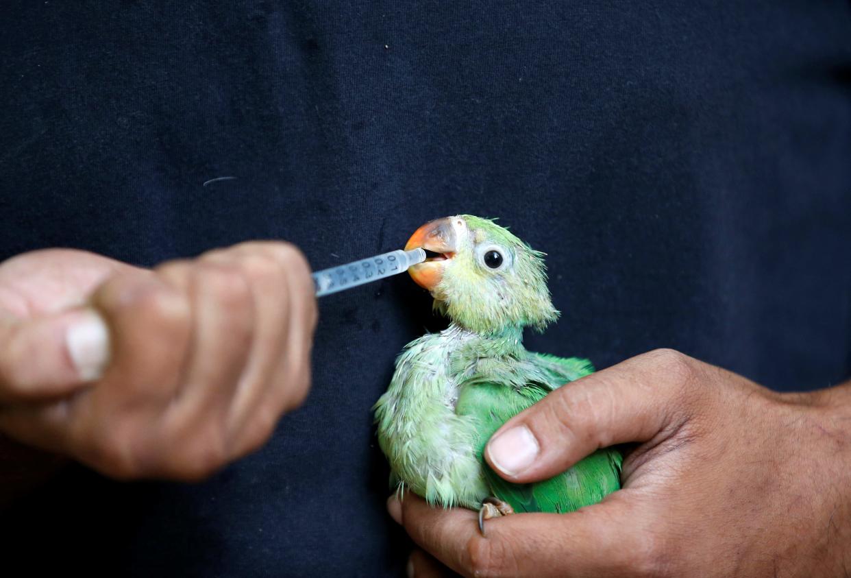 A caretaker feeds water mixed with multivitamins to a parakeet dehydrated due to heat at Jivdaya Charitable Trust in Ahmedabad.