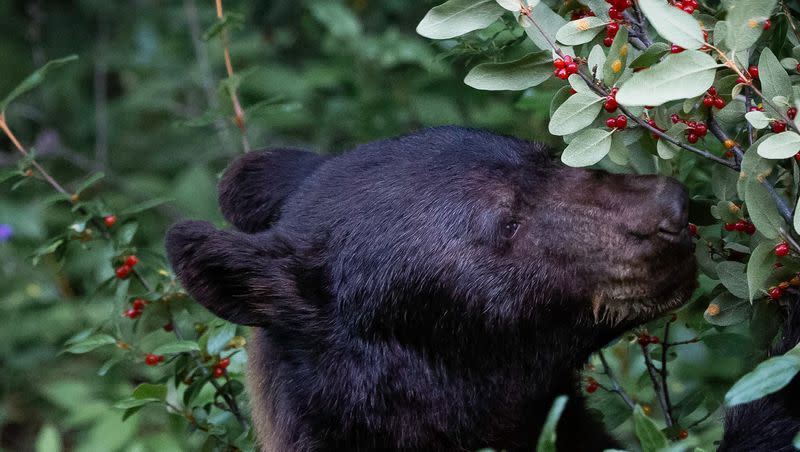 Black bear eating berries.