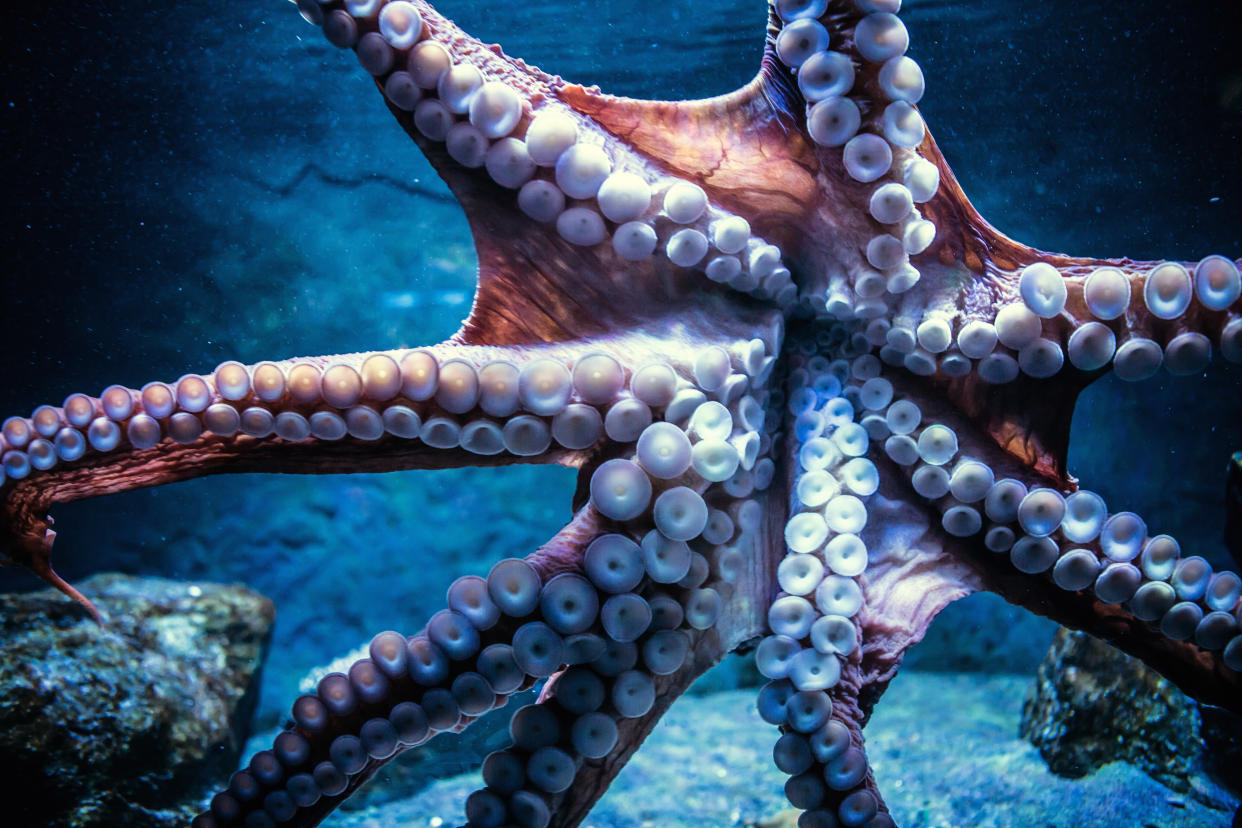 Tintenfische haben acht Arme – in der Urzeit waren es sogar zehn. (Symbolbild: Getty Images)