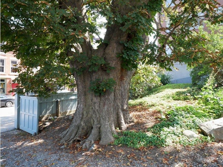 Help celebrate Portsmouth’s 400th anniversary with a tour of Big Trees on Saturday, May 27 at 9 a.m