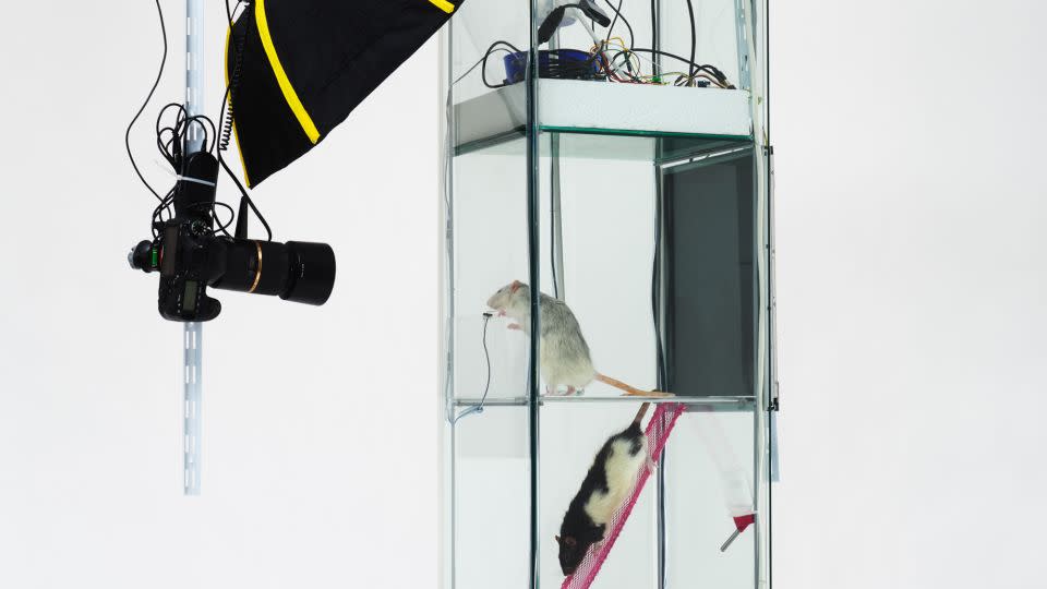 Lignier built this cage-cum-photo-studio for the two rats. - ECAL/Augustin Lignier