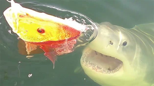 The Great White Shark lunges toward the Red Snapper after fisherman attempted to reel in the fish. Photo: Supplied