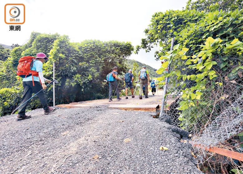 沙田梅子林：有行山客途經僭建車橋。（黃仲民攝）