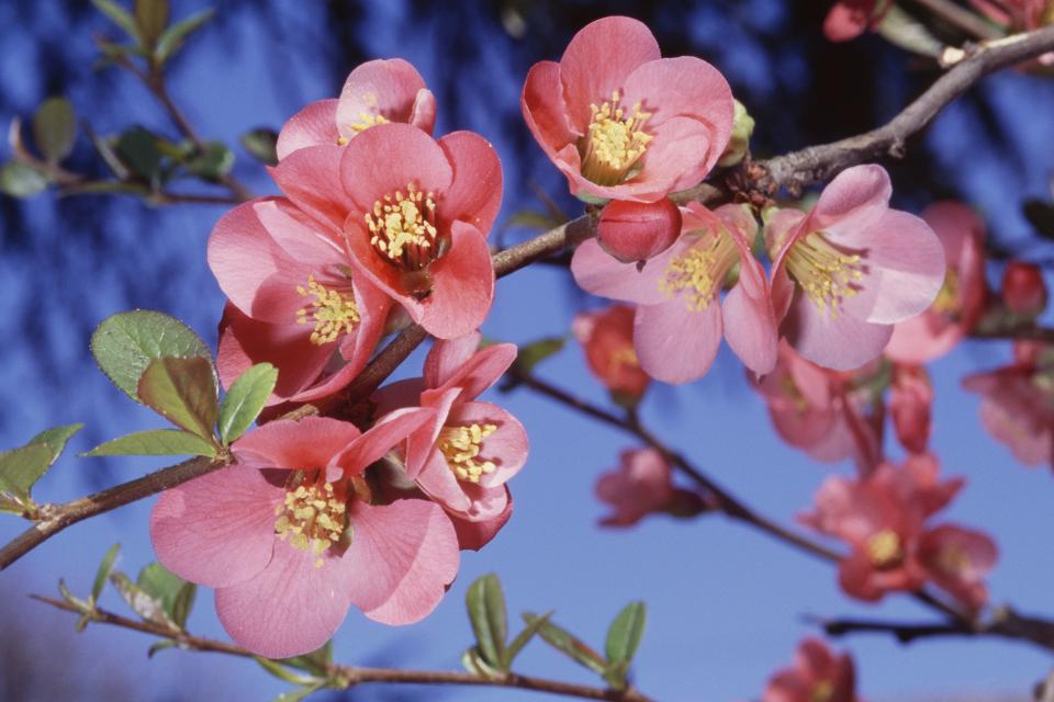 Fragrant Flowering Quince