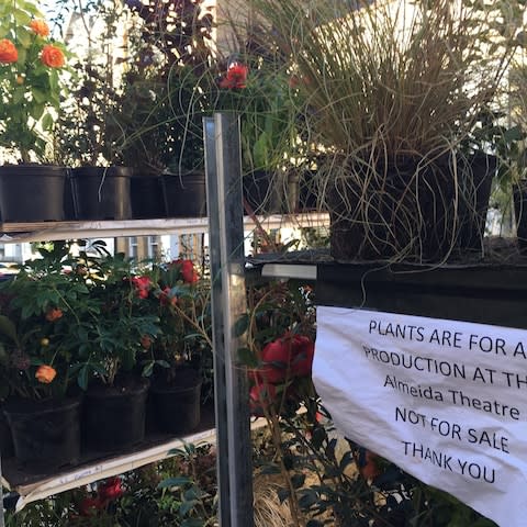 Curious passersby have tried to buy the plants - Credit: Alice Vincent