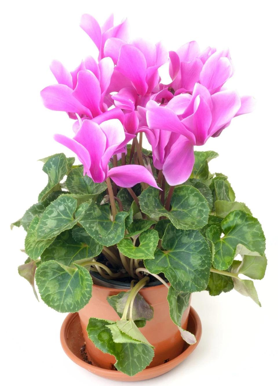 <p><a href="https://go.redirectingat.com?id=74968X1596630&url=https%3A%2F%2Fwww.etsy.com%2Flisting%2F1371998139%2Fcyclamen-pink-bloom-starter-plant-all&sref=https%3A%2F%2Fwww.veranda.com%2Foutdoor-garden%2Fg60812978%2Findoor-blooming-plants%2F" rel="nofollow noopener" target="_blank" data-ylk="slk:Shop Now;elm:context_link;itc:0;sec:content-canvas" class="link ">Shop Now</a></p><p>Cyclamen</p><p>etsy.com</p><p>$16.00</p>