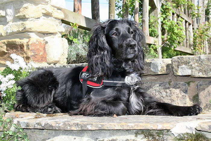 Meet Molly, the first dog who has been trained to rescue cats