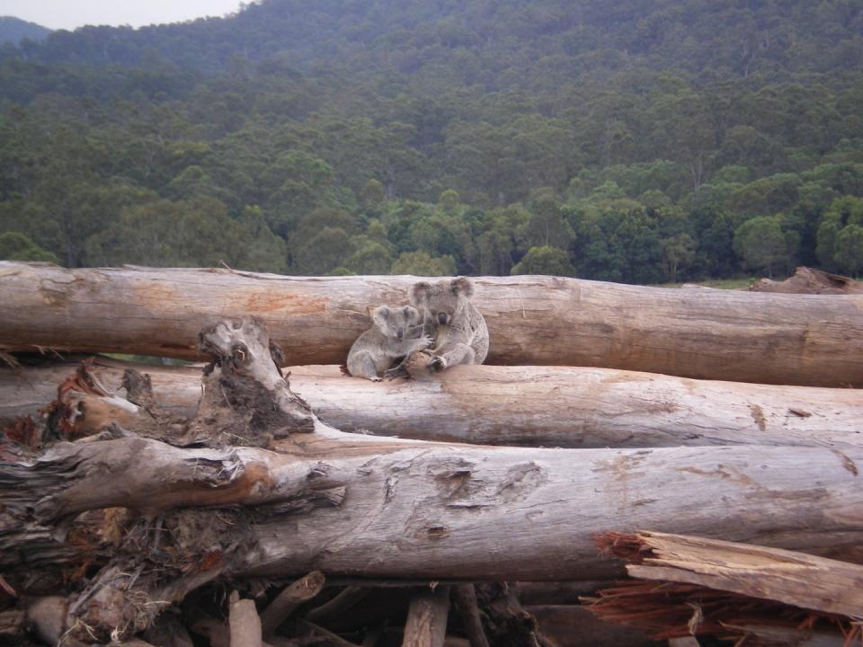 two koalas sit on pile of logs