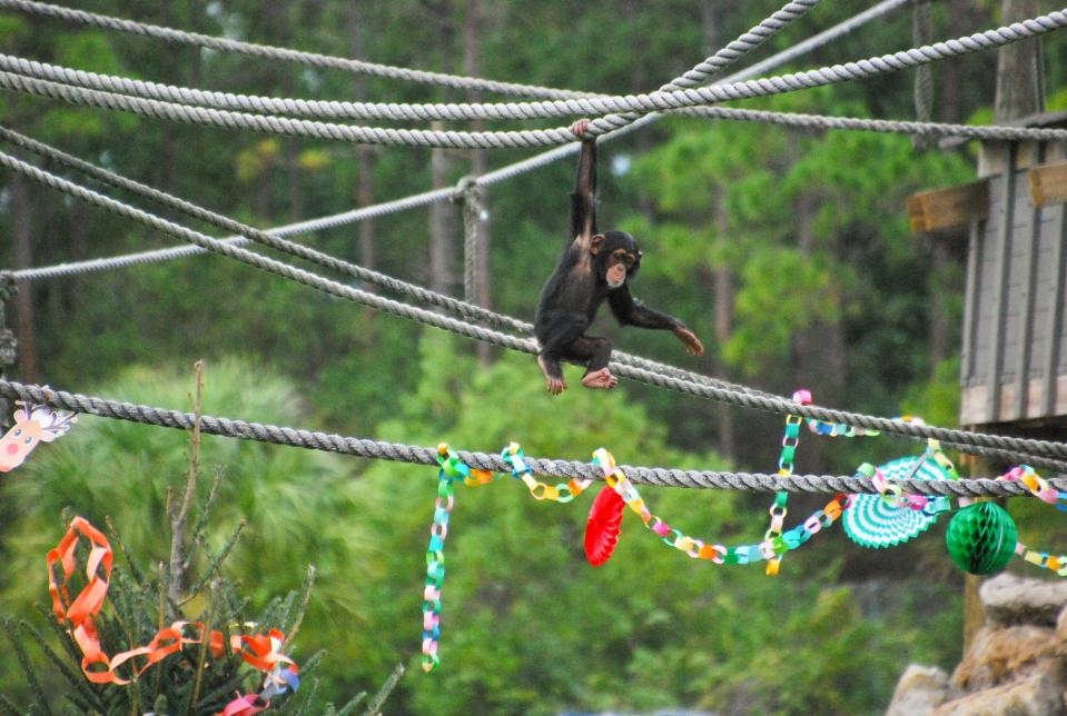 Tunk, a two-year old chimp, swings on a rope on Dec. 21 during Lion Country Safari's annual "Christmas with the Chimps" event.