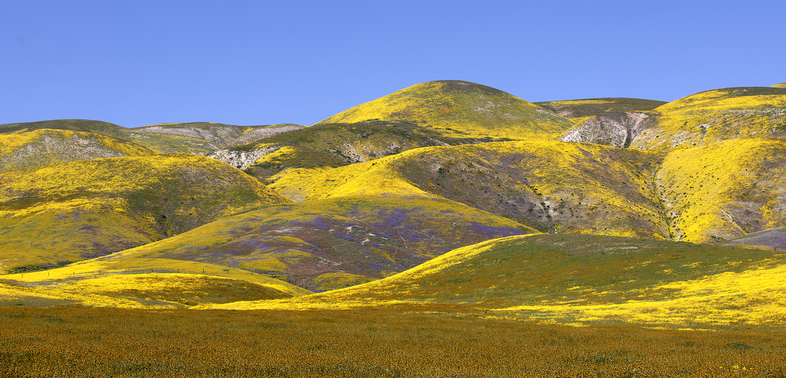 Fields of wildflowers paint the Temblor Range foothills yellow, orange and purple along Highway 58 and 7-Mile Road on April 1, 2023.
